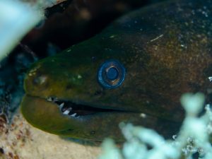 Portrait saisissant d’une murène à la mâchoire déformée, rencontrée lors d’une plongée à l’île Maurice.