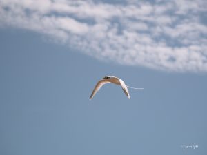_1042885