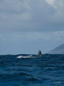Une baleine à bosse et son baleineau sautant hors de l’eau dans les eaux de l’île Maurice, un spectacle naturel grandiose.