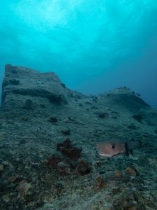 Diodon curieux aux gros yeux s’approchant lentement, une rencontre fascinante lors d’une plongée à l’île Maurice.