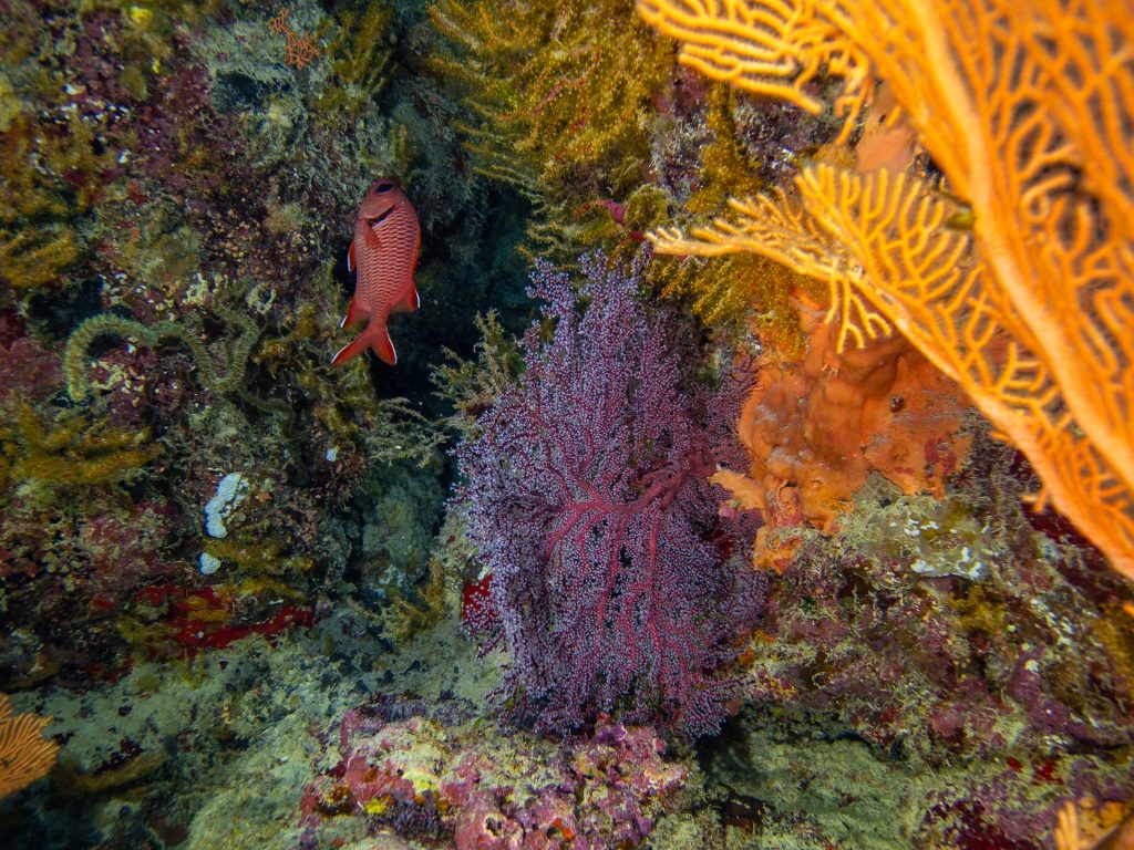 Coraux colorés et vie sous-marine éclatante dans les eaux de l’île Maurice, un spectacle fascinant pour les plongeurs.