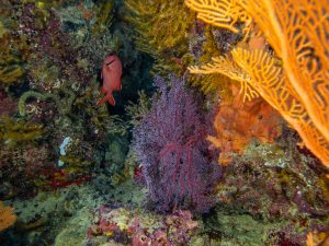 Coraux colorés et vie sous-marine éclatante dans les eaux de l’île Maurice, un spectacle fascinant pour les plongeurs.