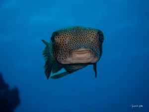 Adorable poisson-ballon aux grands yeux expressifs, observé lors d’une plongée à l’île Maurice.