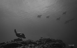 Ballet majestueux de tortues et de raies aigles glissant dans les eaux cristallines de Flic en Flac, un spectacle inoubliable en plongée à l’île Maurice.