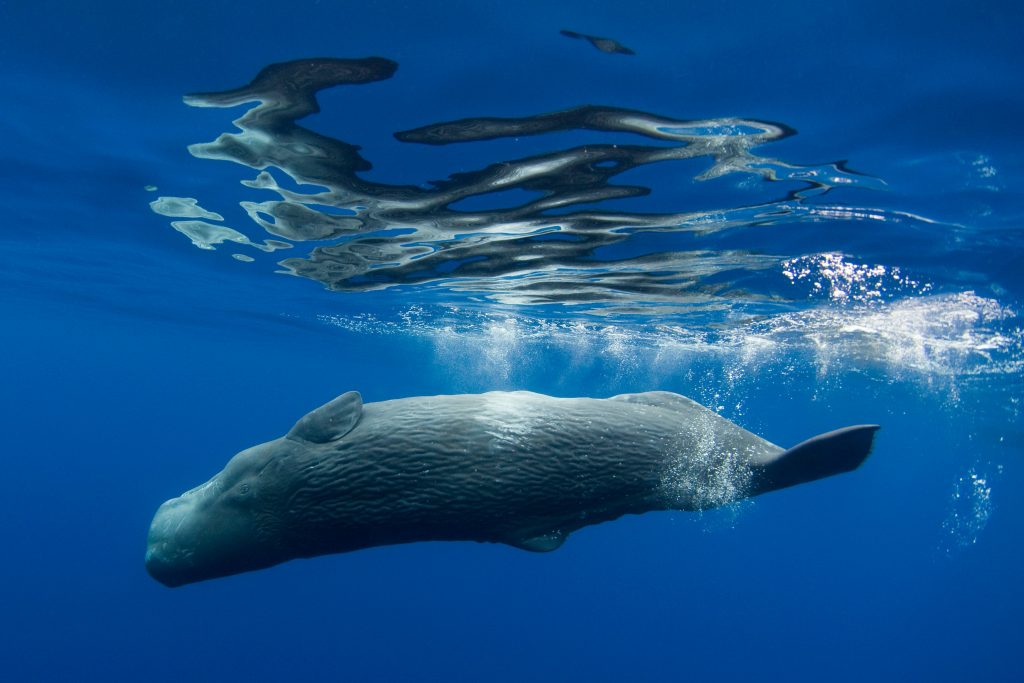 Cachalot majestueux nageant dans les eaux profondes de l’île Maurice.