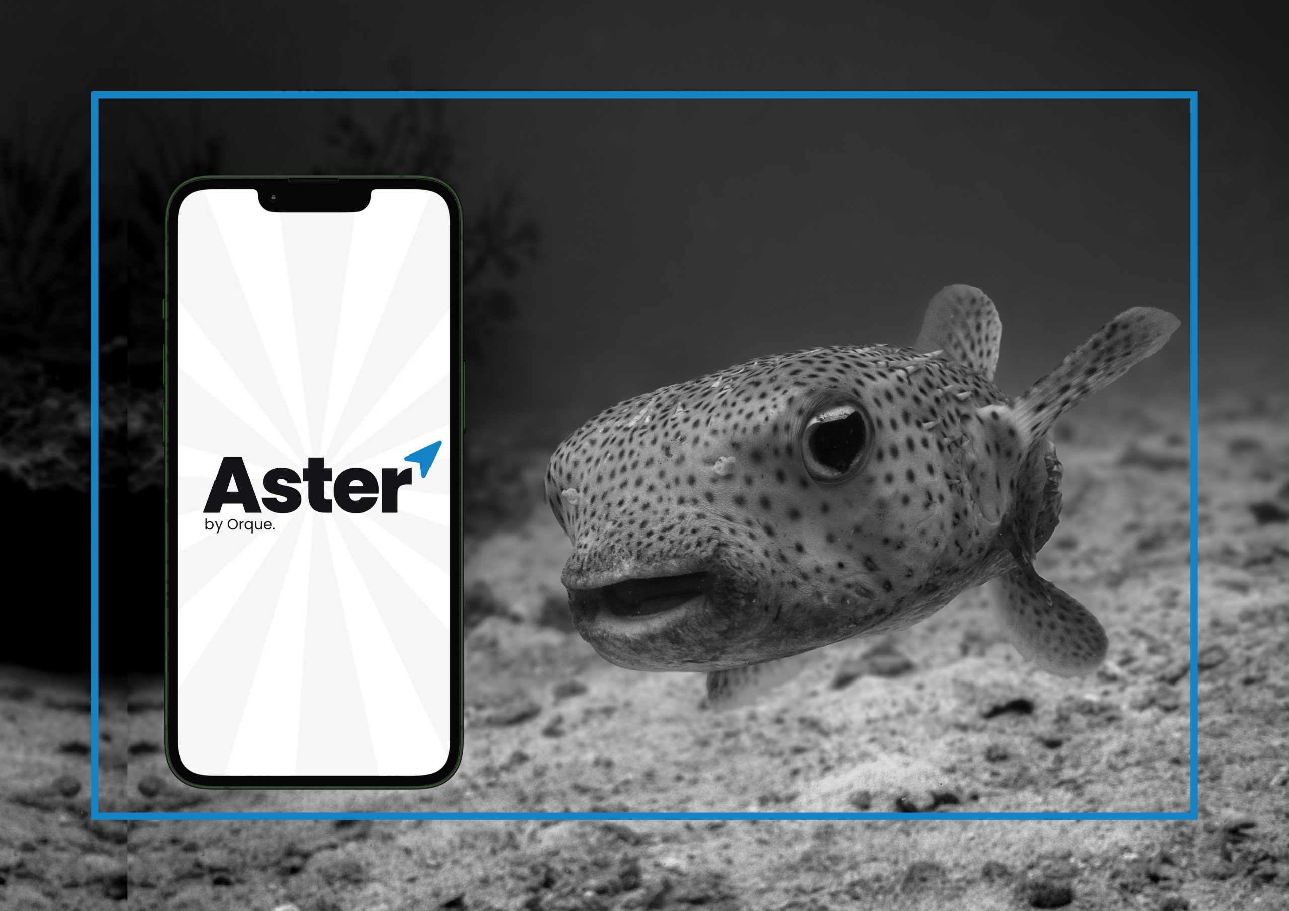 Aster - Réservation d'Expériences Plongée