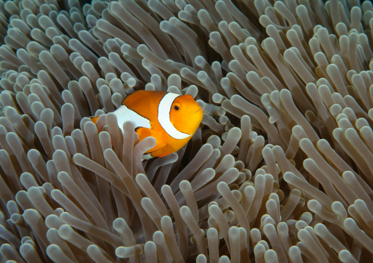 Poisson-clown abrité dans son anémone symbiotique sur les récifs d’Anilao, aux Philippines