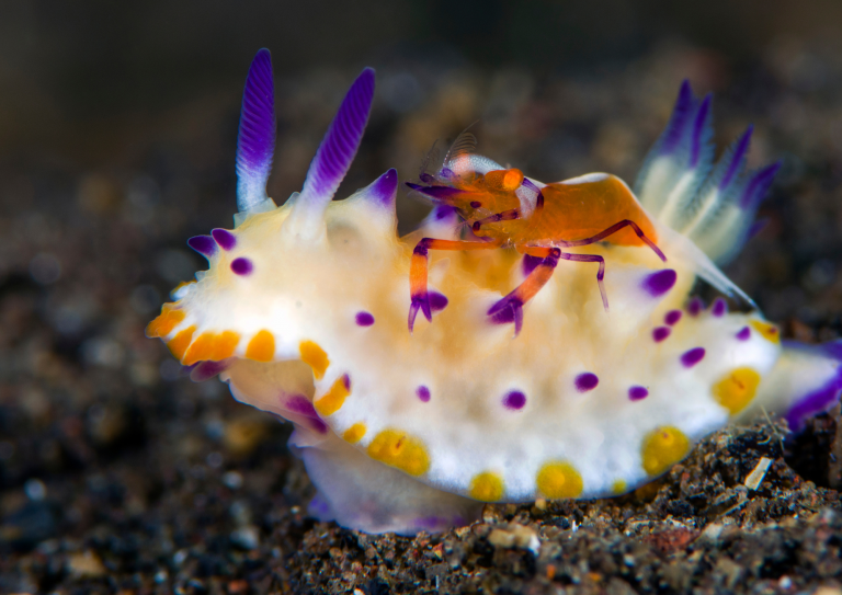 Crevette empereur chevauchant un nudibranche coloré à Anilao, spot de plongée macro aux Philippines