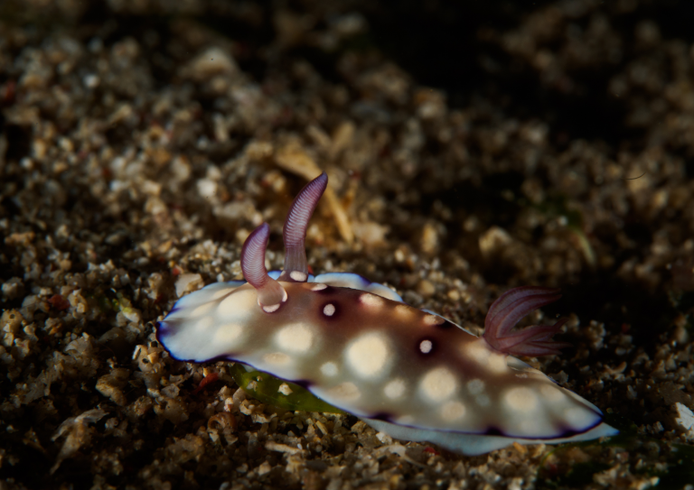 Nudibranche coloré avec rhinophores violets photographié sur un récif d’Anilao, site de plongée macro aux Philippines