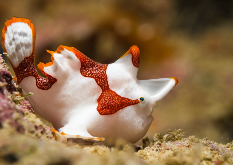 Frogfish coloré parfaitement camouflé sur un récif à Anilao, site réputé pour la plongée macro aux Philippines