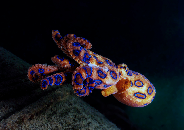 Rare observation d’une pieuvre à anneaux bleus lors d’une plongée à Anilao, site renommé pour la macrophotographie sous-marine