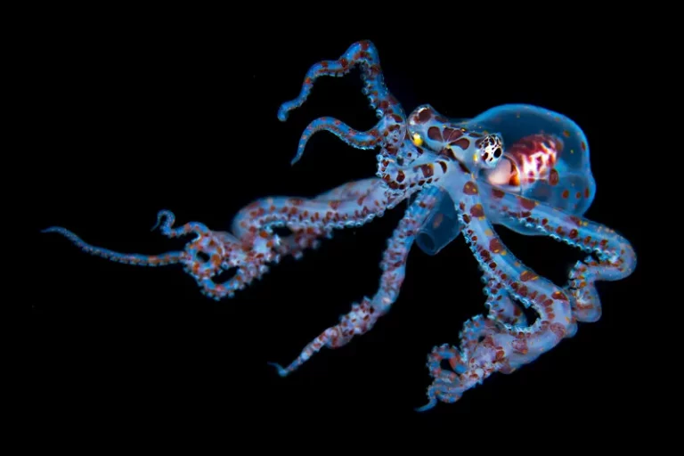 Céphalopode translucide capturé en black water diving à Anilao, Philippines, lors d’une plongée nocturne en pleine eau
