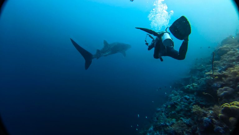 Requin-baleine s’éloignant lentement vers le large après un face-à-face à Tubbataha