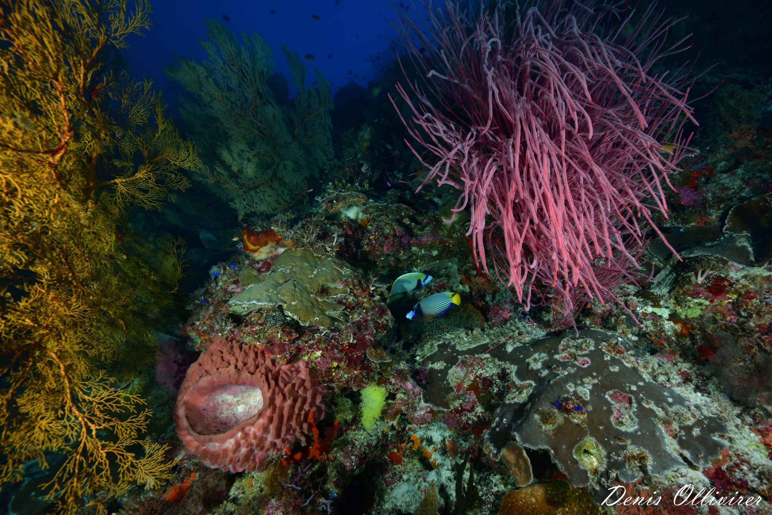 DSC_1476_00001 (1)
