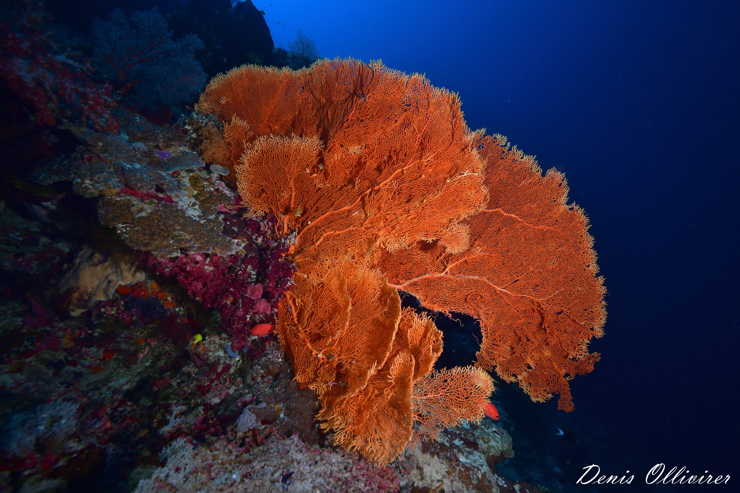 DSC_2141_00001 (1)