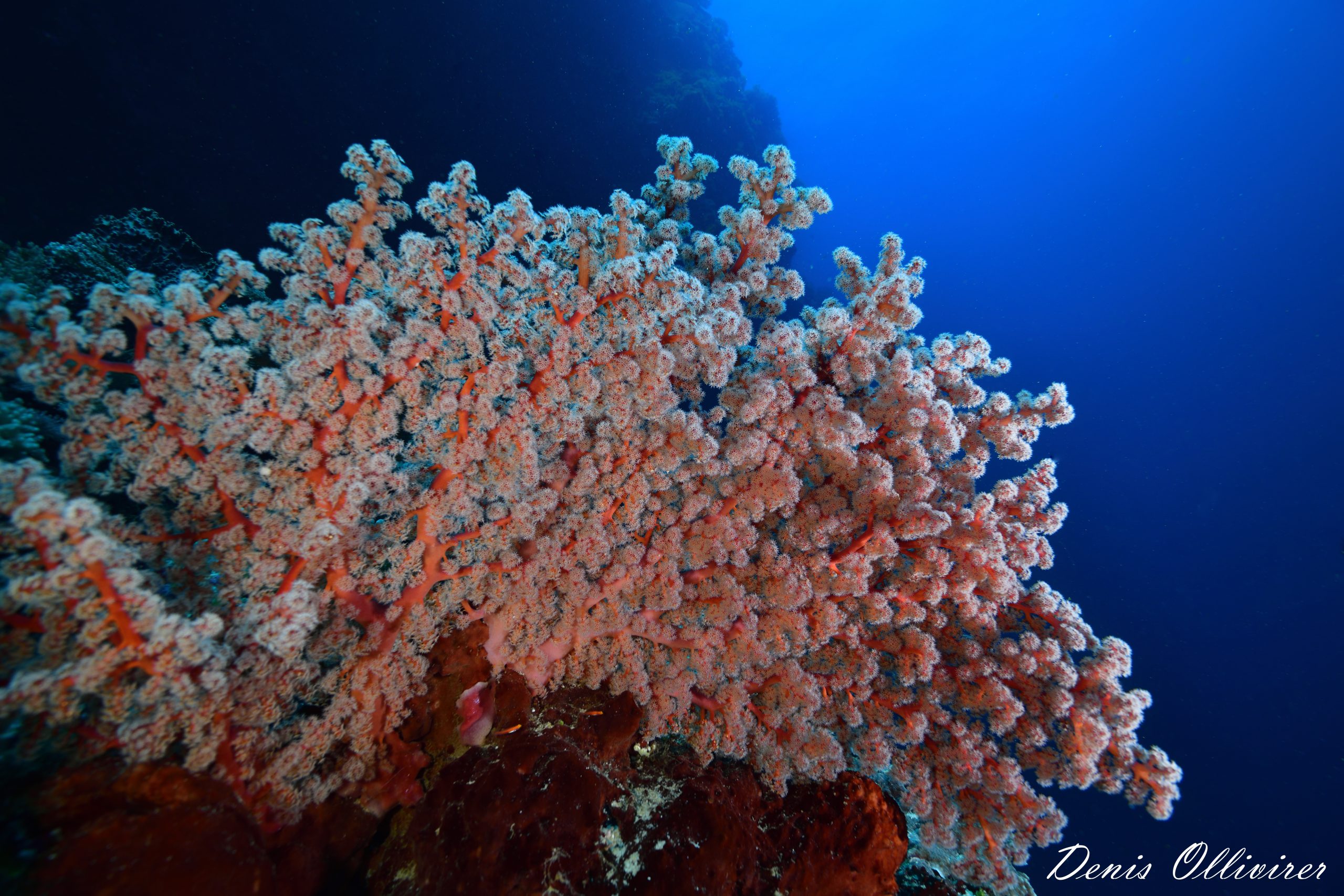 DSC_2194_00001 (1)