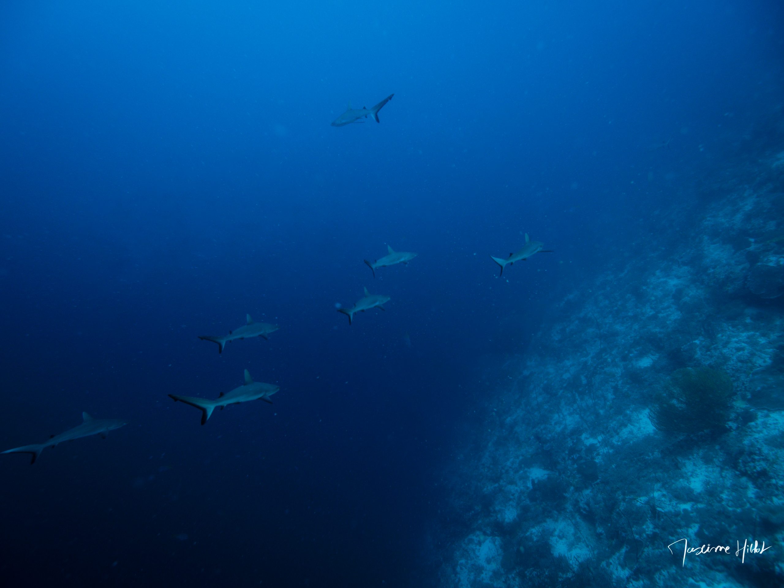Un banc de requins gris patrouille le long du récif, emblème des plongées à Tubbataha