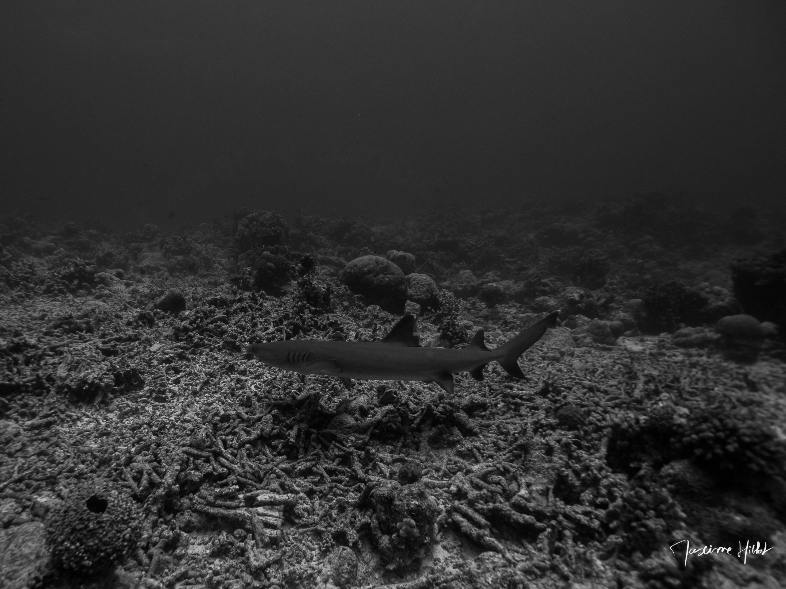 P1229923