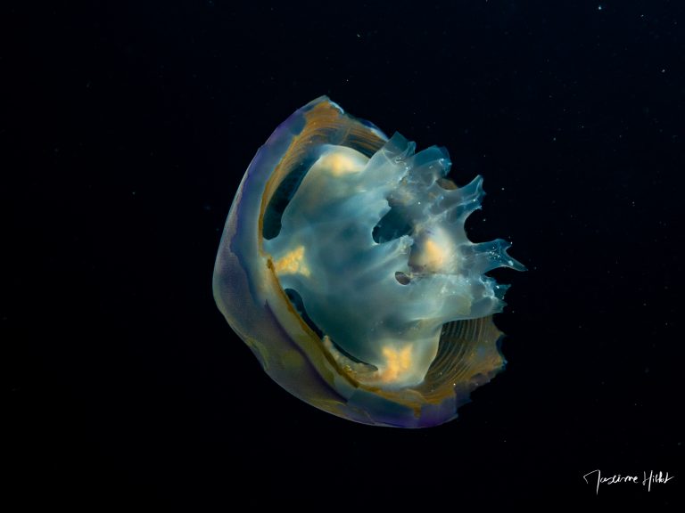 Méduse colorée aux formes étranges dérivant dans le bleu à Tubbataha