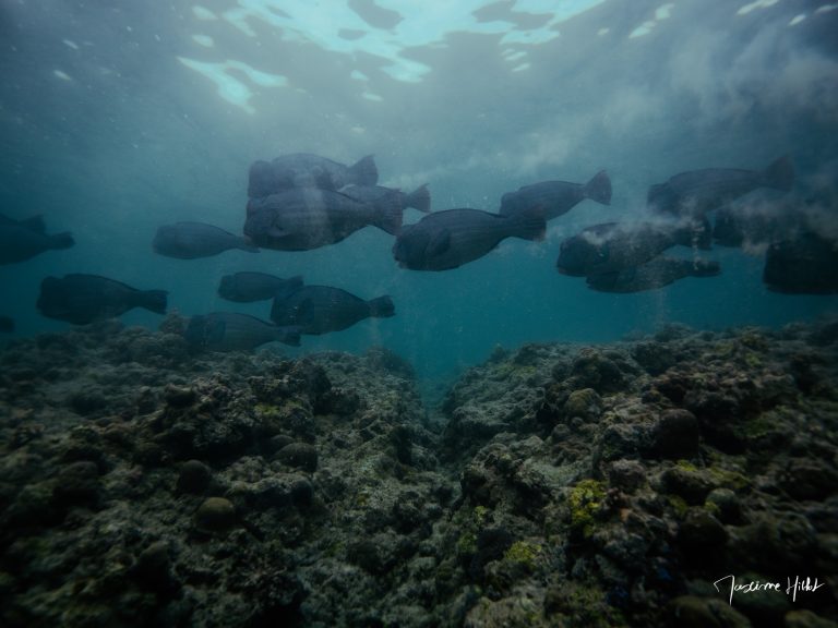 Banc de poissons-perroquets à bosse évoluant au-dessus d’un récif à Tubbataha