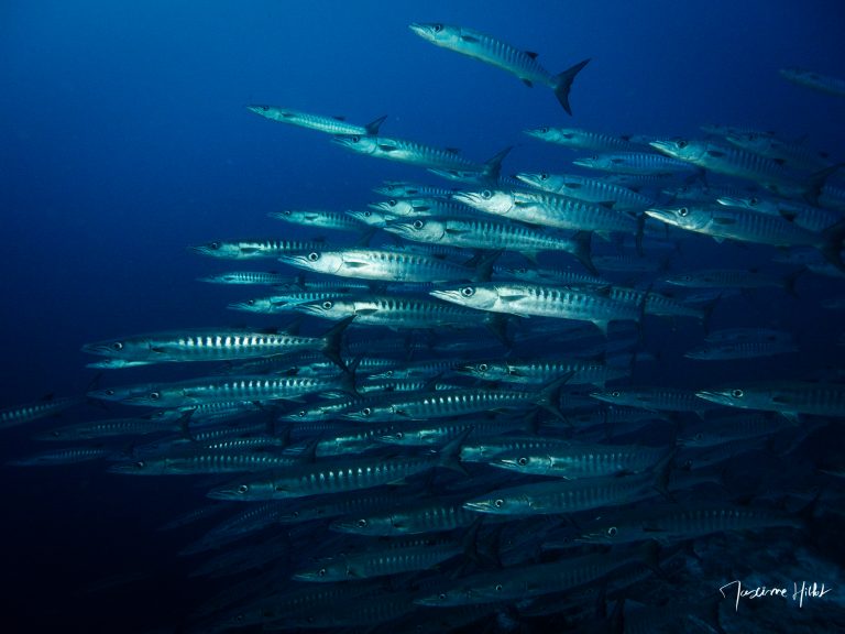 Banc de barracudas formant une spirale au-dessus du récif à Tubbataha