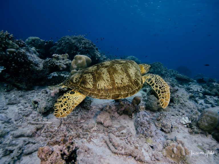 Tortue marine qui s’élève du récif à Tubbataha – Photo Maxime Hiblot