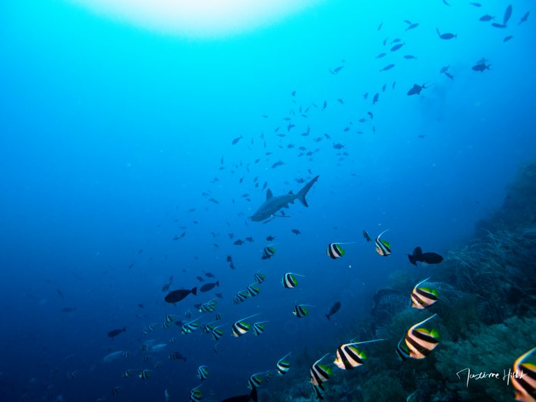Requin gris nageant au milieu d’un banc dense de poissons de récif à Tubbataha