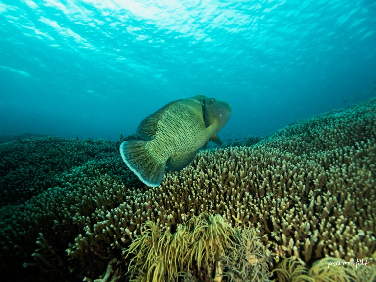 Un gros Napoléon nage au-dessus d’un vaste jardin de corail à Tubbataha