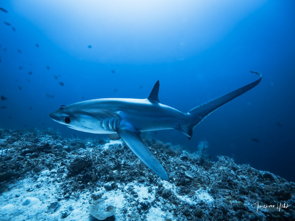 Photographe sous-marin Maxime HIBLOT face à un requin-renard dans les profondeurs de Malapascua, Philippines