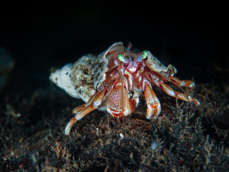 Bernard-l’ermite sur le sable noir d’Anilao, lors d’une plongée macro aux Philippines