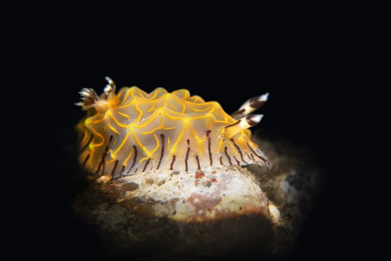 Nudibranche jaune vif observé sur un récif d’Anilao, site réputé pour la plongée macro aux Philippines