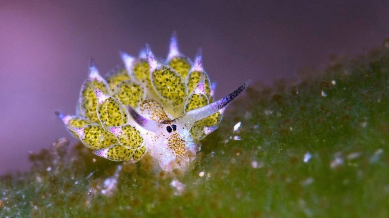 Nudibranche mouton aux allures de mouton miniature, observé lors d’une plongée macro à Anilao, Philippines
