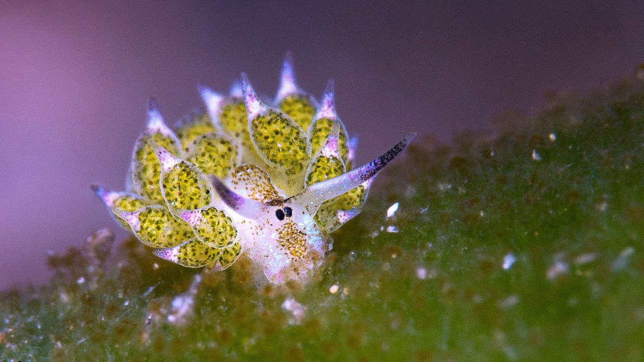 Le célèbre nudibranche mouton, minuscule et adorable, repéré à Anilao.