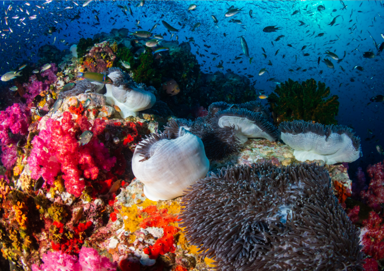 Ce banc dense de carangues (Carangidae) forme une véritable tornade argentée au-dessus des récifs coralliens. Ce phénomène impressionnant est typique des plongées dans les eaux poissonneuses des Similan, offrant des scènes dignes des documentaires animaliers sous-marins.
