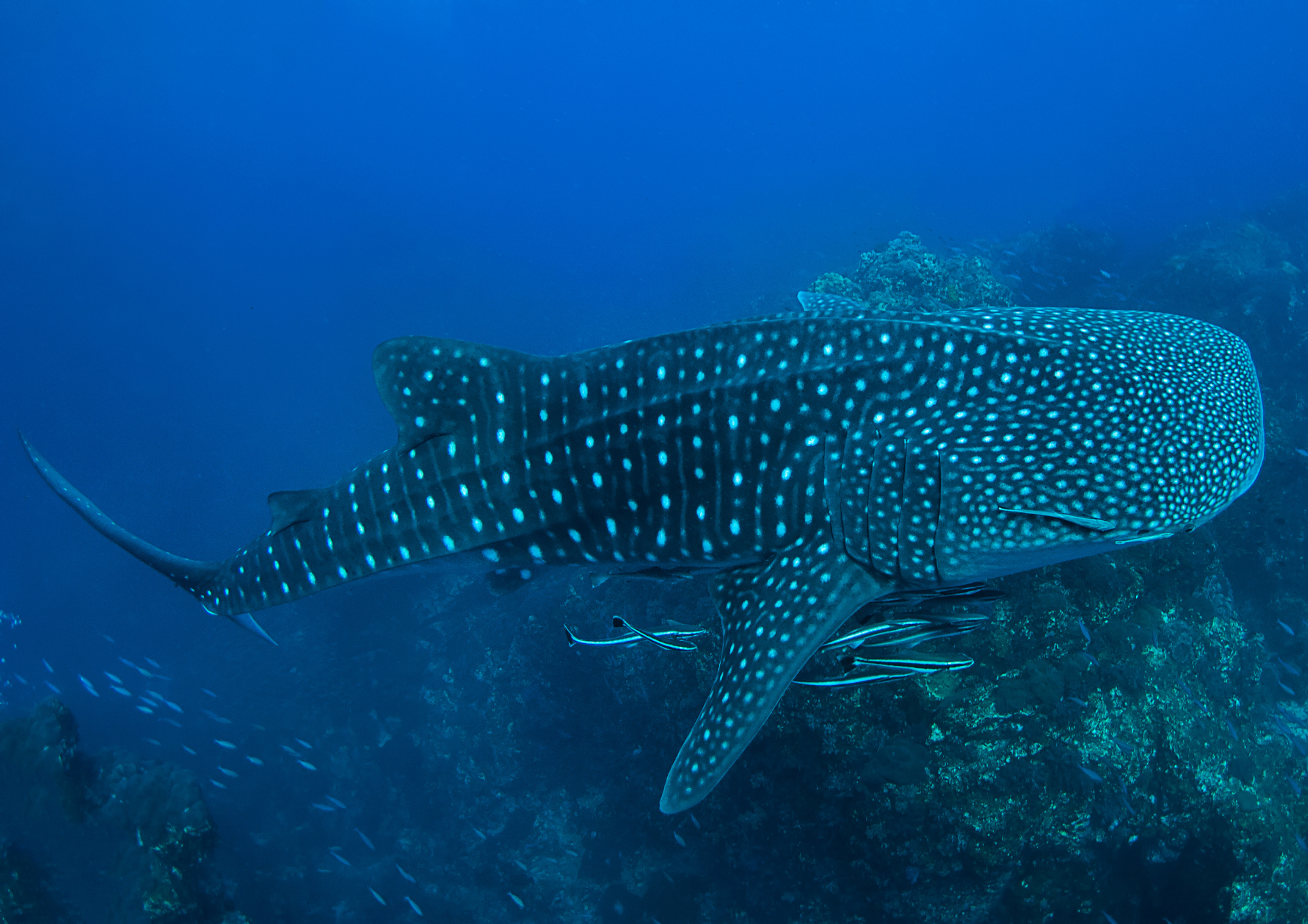 Rencontre magique avec un requin baleine, le plus grand poisson au monde, lors d’une plongée aux Similan.