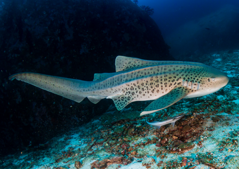Requin léopard nageant au-dessus du sable lors d’une plongée aux îles Similan, Thaïlande