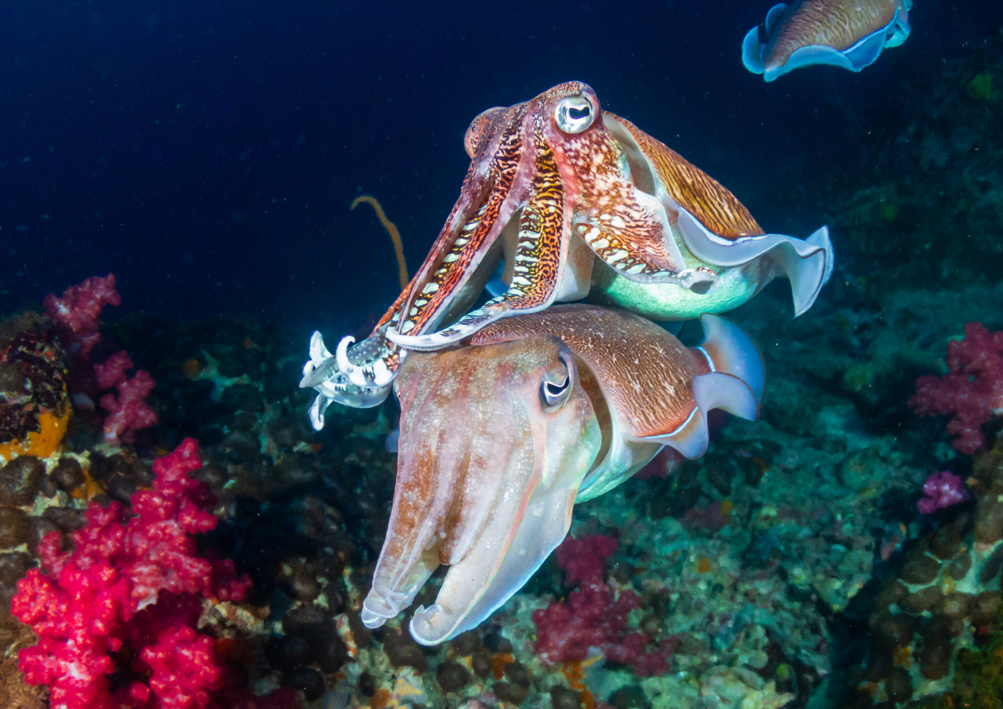 Gros plan fascinant sur deux seiches en train de s’accoupler, un comportement rare observé dans les eaux des Similan.