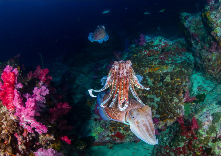 Deux seiches en train de s’accoupler lors d’une plongée aux îles Similan, Thaïlande