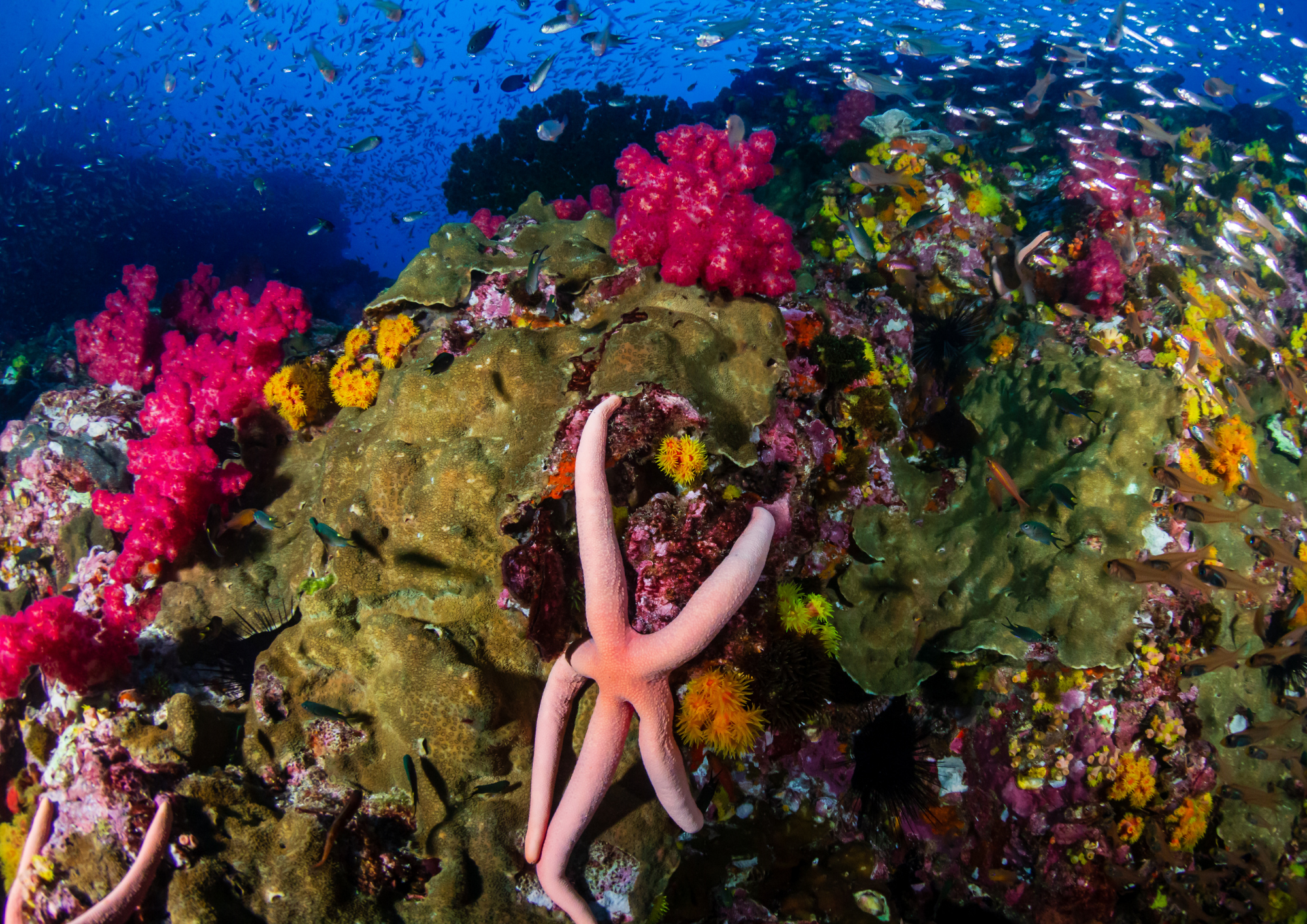 Les îles Similan abritent certains des récifs les plus colorés de Thaïlande, avec une biodiversité exceptionnelle.