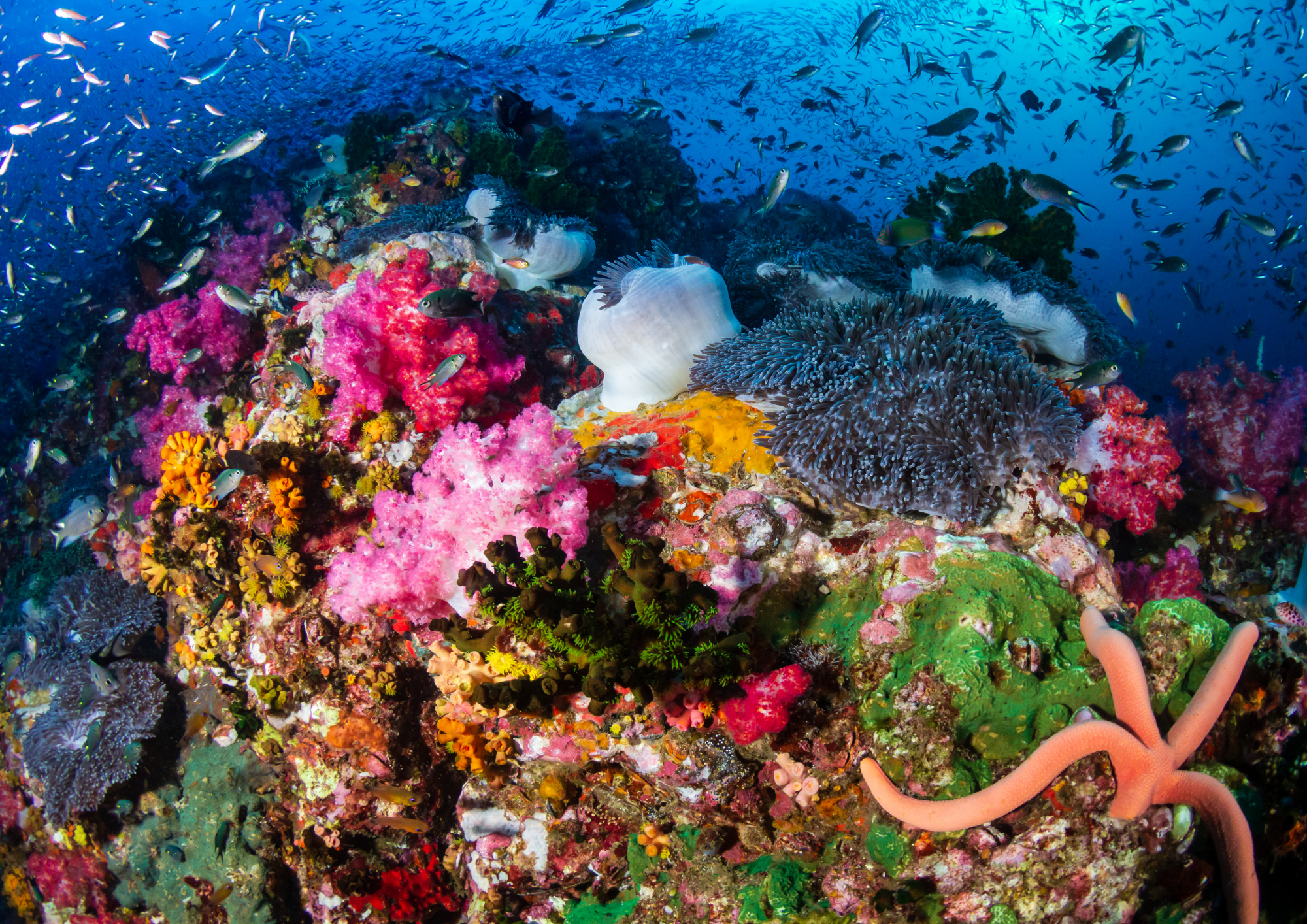 Récif corallien en mer d'Andaman Thaïlande