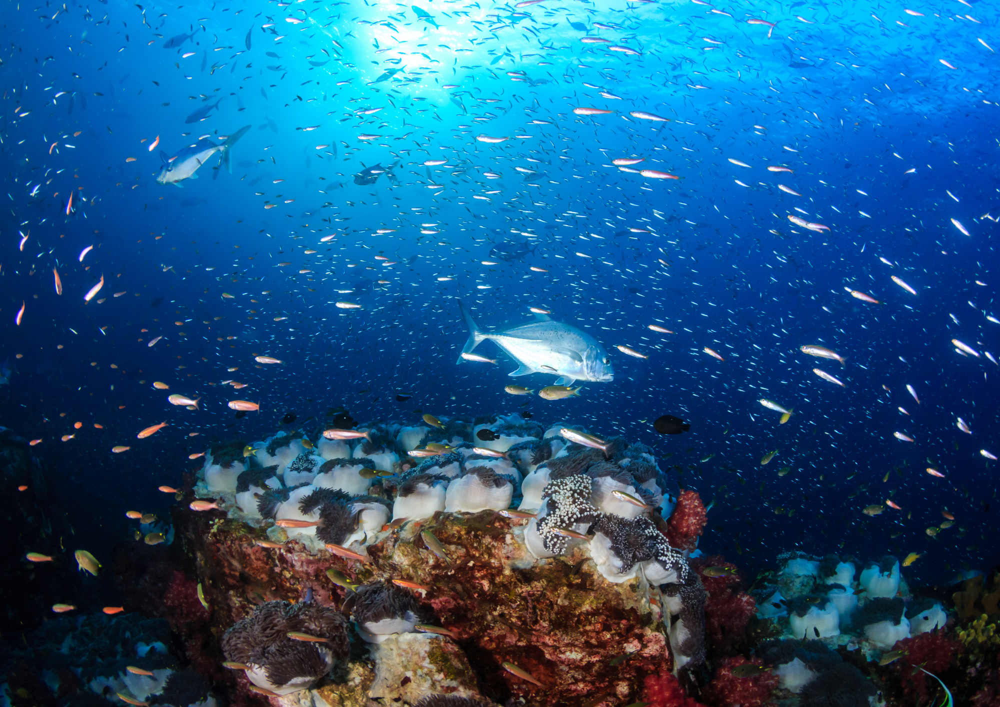 Lumière filtrante, chaos rocheux et explosion de vie : les fonds des Similan réservent des moments magiques.