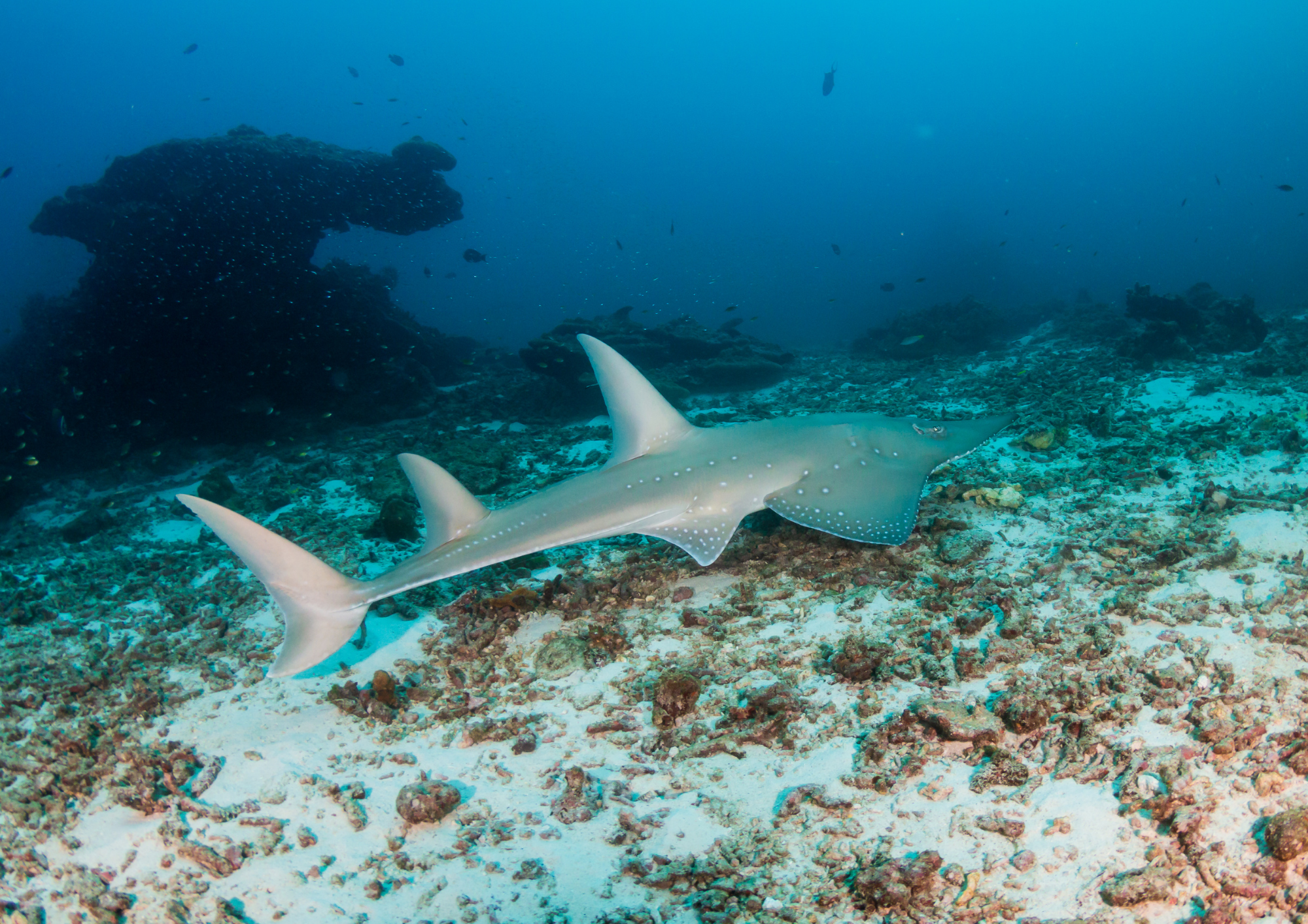 Un requin guitare parfaitement camouflé sur le fond sableux des Similan.
