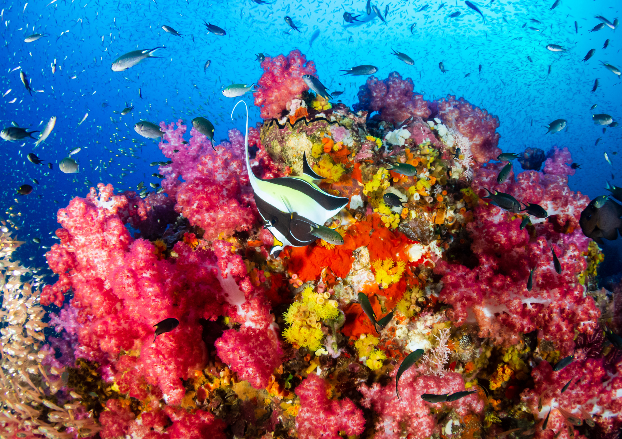 Plongée en mer d&rsquo;Andaman : là où l&rsquo;océan Indien rencontre la Thaïlande