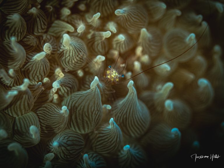 Crevette minuscule dans un corail à bulles aux îles Similan, photographie sous-marine de Maxime Hiblot
