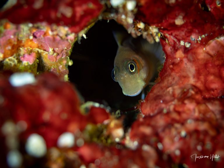 Blennie curieuse sortant de son trou aux îles Similan, regardant l’objectif en plongée