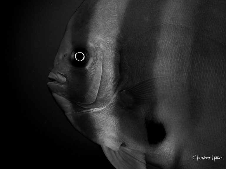 Poisson chauve-souris en noir et blanc aux îles Similan, photographie sous-marine de Maxime Hiblot