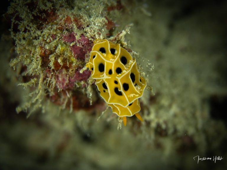 Nudibranche jaune photographié par Maxime Hiblot en plongée aux îles Similan