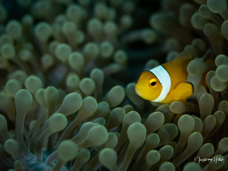 Poisson-clown au-dessus de son anémone, photographié par Maxime Hiblot aux îles Similan