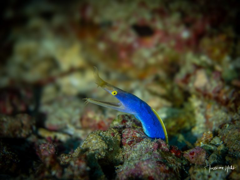 Murène ruban bleue cachée dans le récif aux îles Similan, photographie sous-marine de Maxime Hiblot