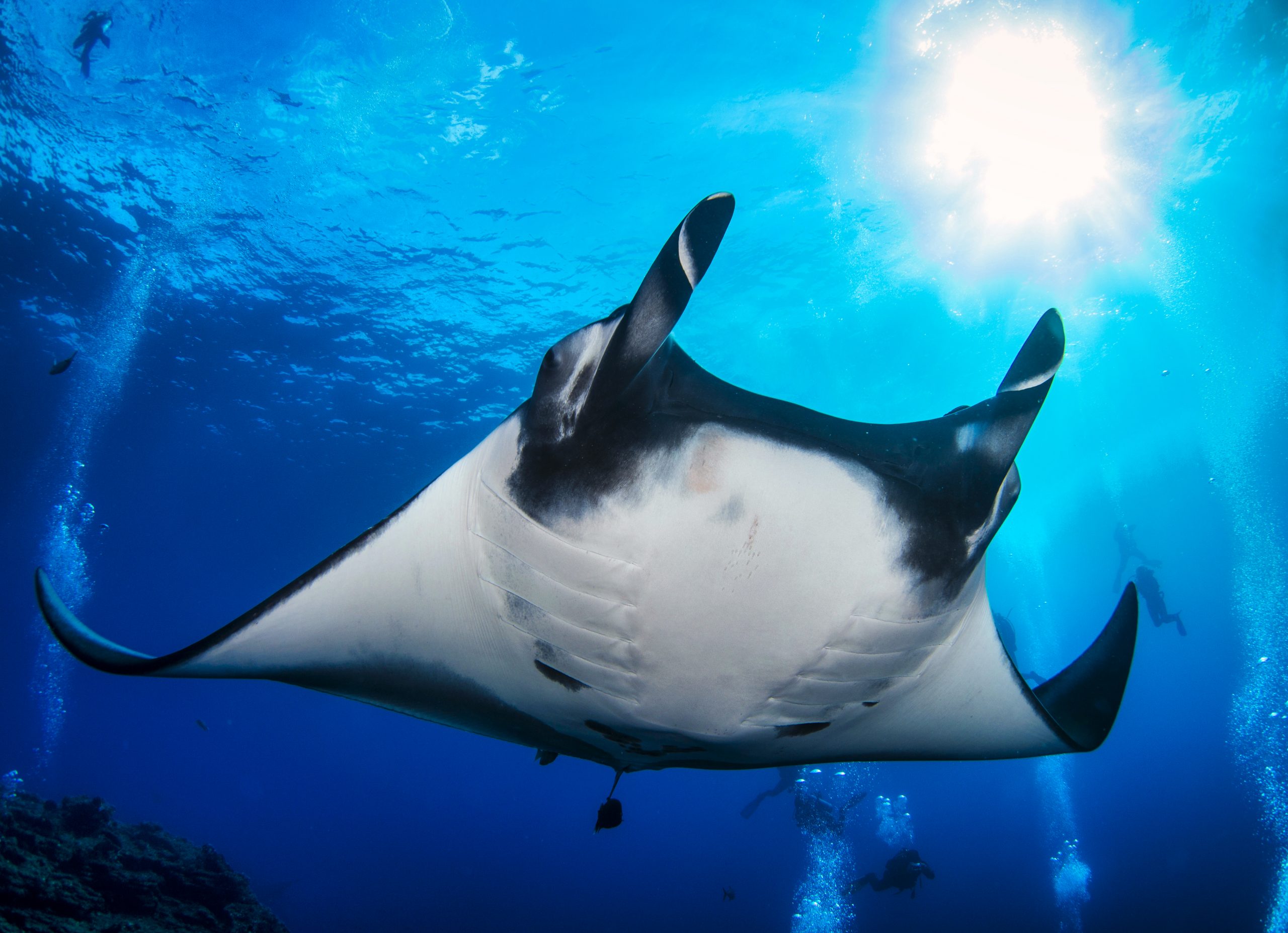 Rencontre magique avec une raie manta océanique dans le bleu profond des Similan, moment inoubliable pour tout plongeur.